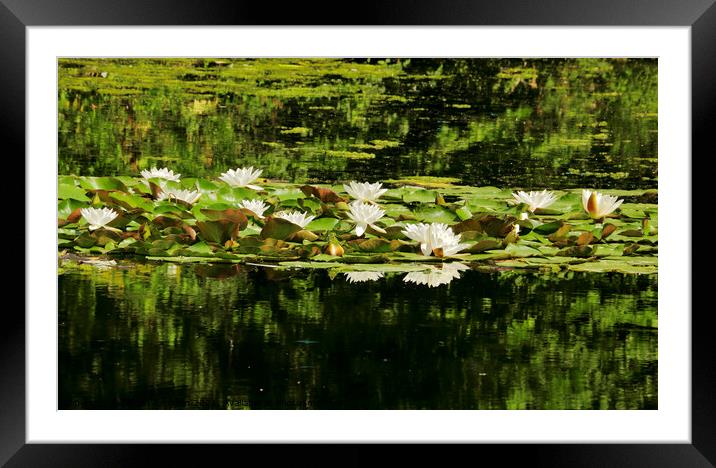 water lillies Framed Mounted Print by Simon Johnson
