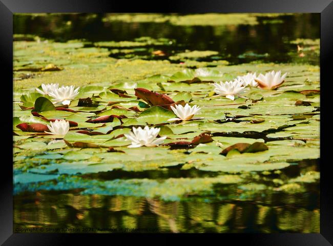 Water Lillies Framed Print by Simon Johnson
