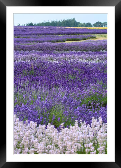 Lavender fields Framed Mounted Print by Simon Johnson