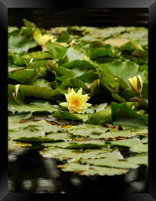 Water lilly Framed Print by Simon Johnson