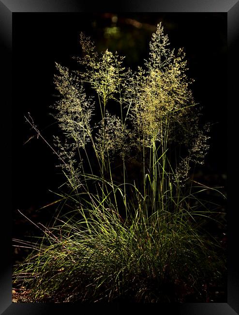 Sunlit Grass  Framed Print by Simon Johnson
