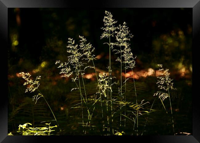 Sunlit grasses  Framed Print by Simon Johnson