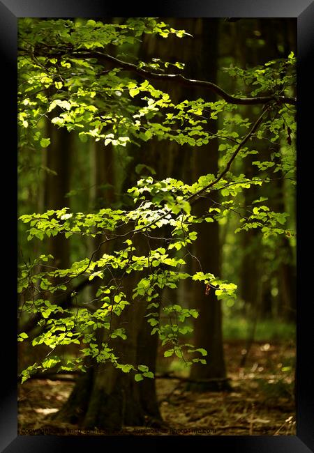 Sunlit leaves and woodland Framed Print by Simon Johnson