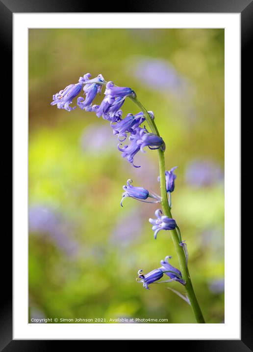 bluebell flower Framed Mounted Print by Simon Johnson