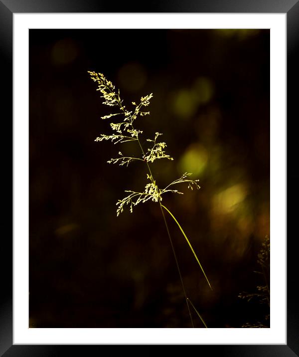 sunlit grass Snowshill woods Cotswolds Gloucestershire  Framed Mounted Print by Simon Johnson