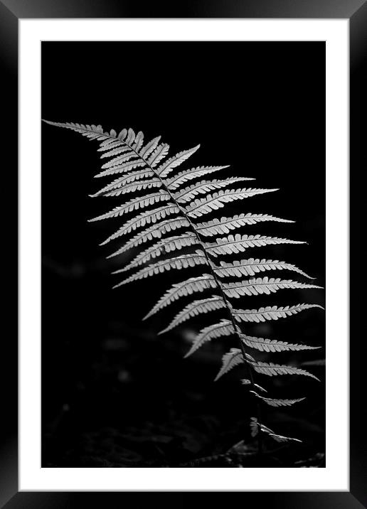 Fern close up Framed Mounted Print by Simon Johnson