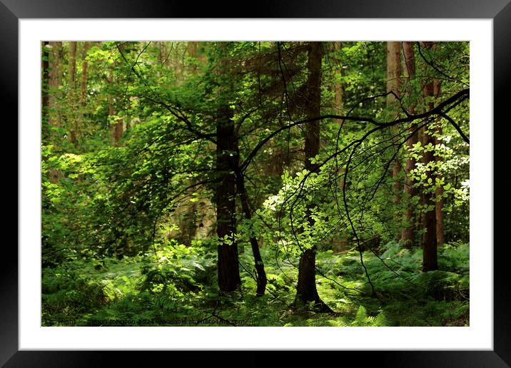 Summer woodland Framed Mounted Print by Simon Johnson