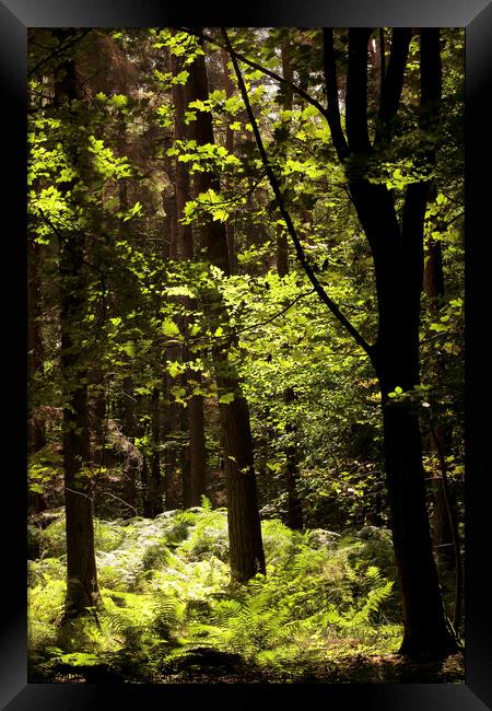 sunlit woodland Framed Print by Simon Johnson