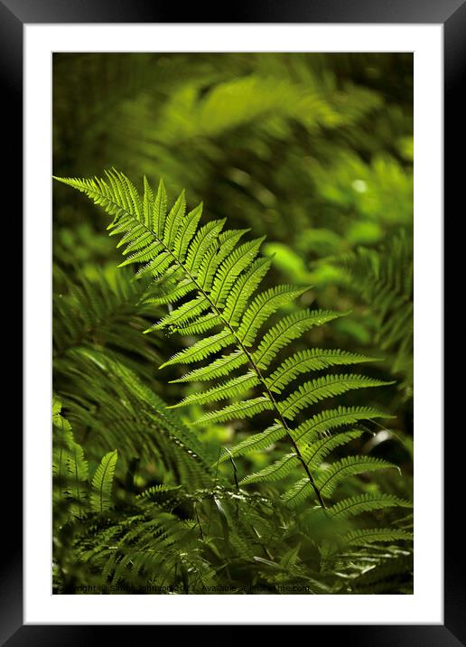 Fern Leaf Framed Mounted Print by Simon Johnson