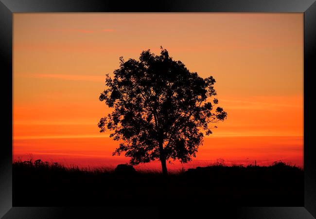 Sunrise tree  Framed Print by Simon Johnson