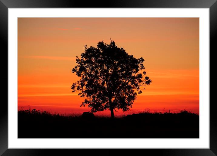 Sunrise tree  Framed Mounted Print by Simon Johnson