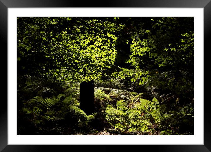 Sunlit leaves and ferns Framed Mounted Print by Simon Johnson