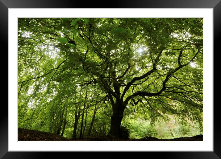 Beech tree  tree Framed Mounted Print by Simon Johnson