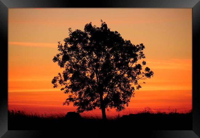 Isolated tree at sunrise Framed Print by Simon Johnson