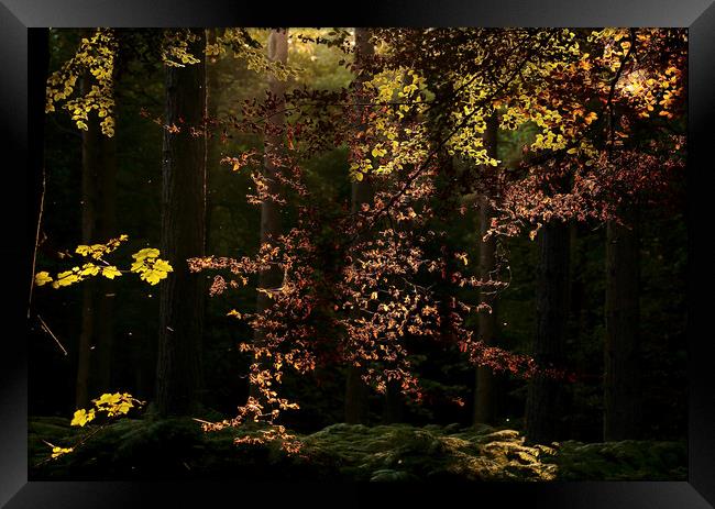 sunlit autumn leaves Framed Print by Simon Johnson