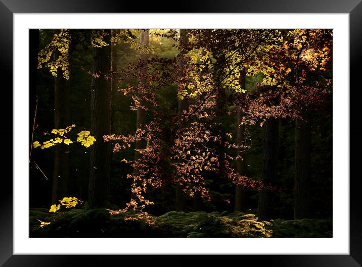 sunlit autumn leaves Framed Mounted Print by Simon Johnson