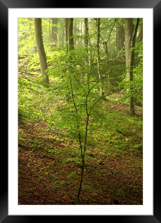 woodland light Framed Mounted Print by Simon Johnson