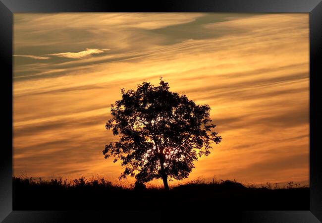 isolated tree silhouette against a sunrise sky Framed Print by Simon Johnson