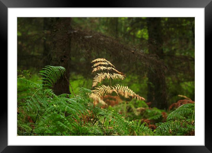 Autumn Fern inthe rain Framed Mounted Print by Simon Johnson