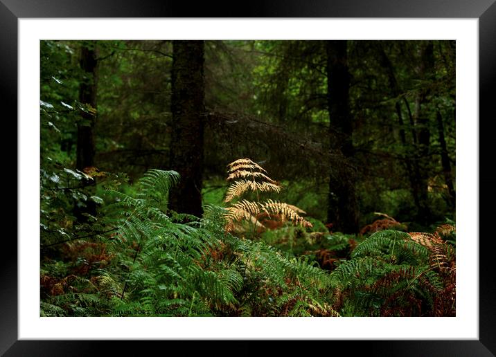 autumn fern in woodland Framed Mounted Print by Simon Johnson