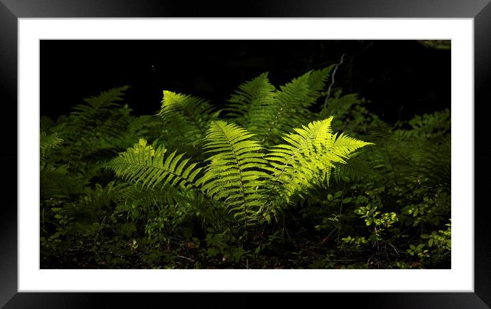 sunlit luminous ferns Framed Mounted Print by Simon Johnson