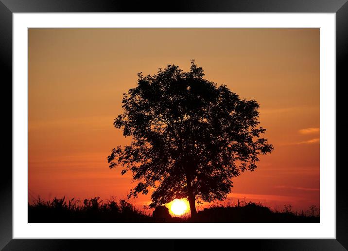 sunrise tree Framed Mounted Print by Simon Johnson