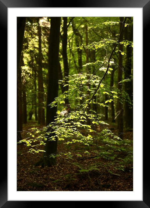 Sunlit Beech leaves  Framed Mounted Print by Simon Johnson