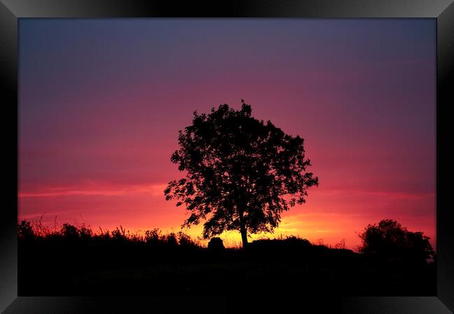 sunrise tree Framed Print by Simon Johnson