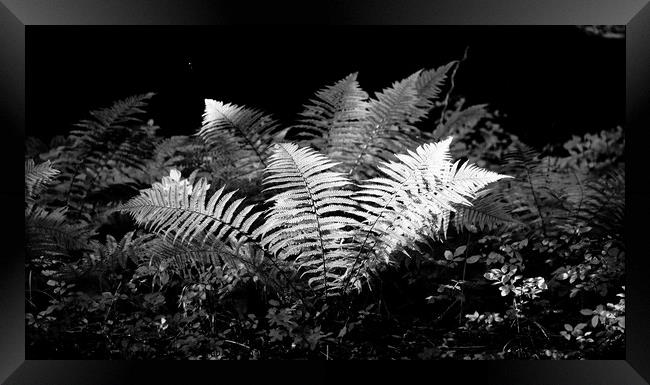 sunlit ferns Framed Print by Simon Johnson