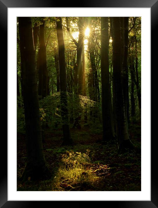 sunlit Woodland  Framed Mounted Print by Simon Johnson