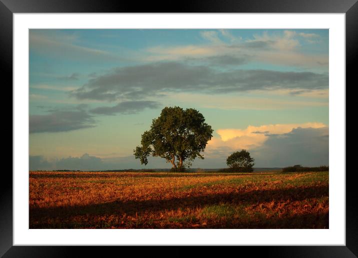 isoaled tree at dawn  Framed Mounted Print by Simon Johnson