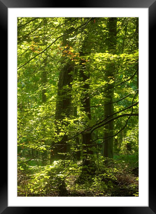 sunlit tree Framed Mounted Print by Simon Johnson