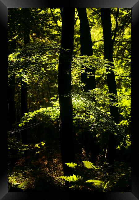 Sunlit ferns and leaves Framed Print by Simon Johnson