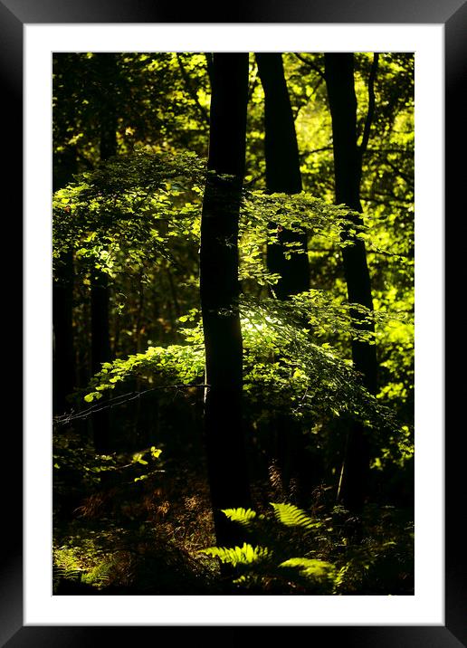 Sunlit ferns and leaves Framed Mounted Print by Simon Johnson