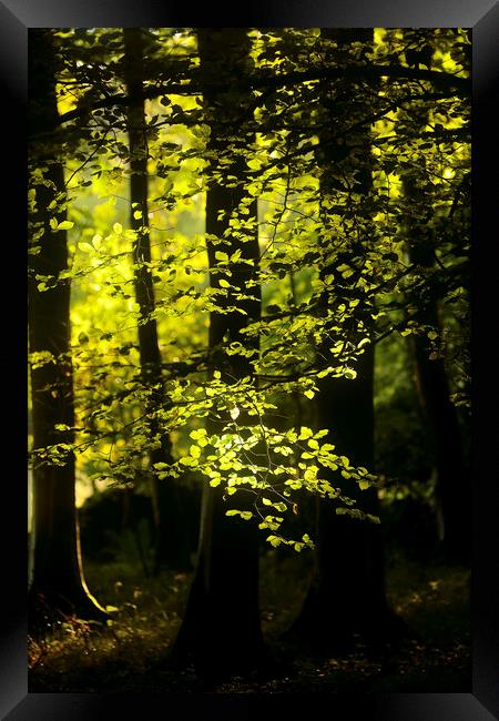 Sunlit Beech Woodland  Framed Print by Simon Johnson