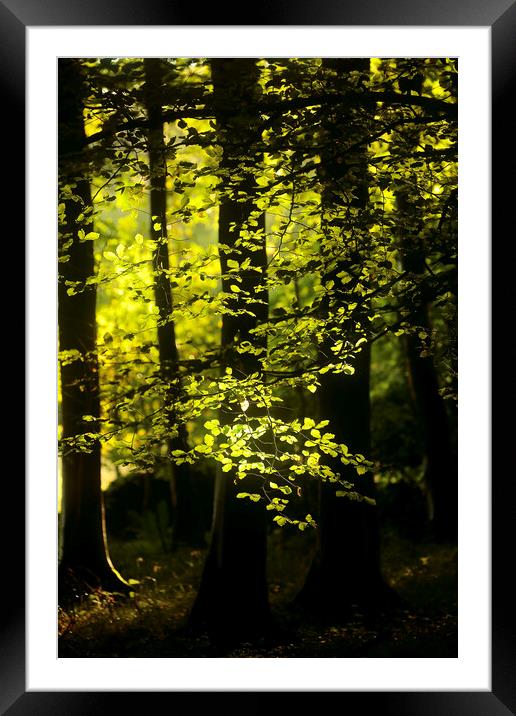 Sunlit Beech Woodland  Framed Mounted Print by Simon Johnson