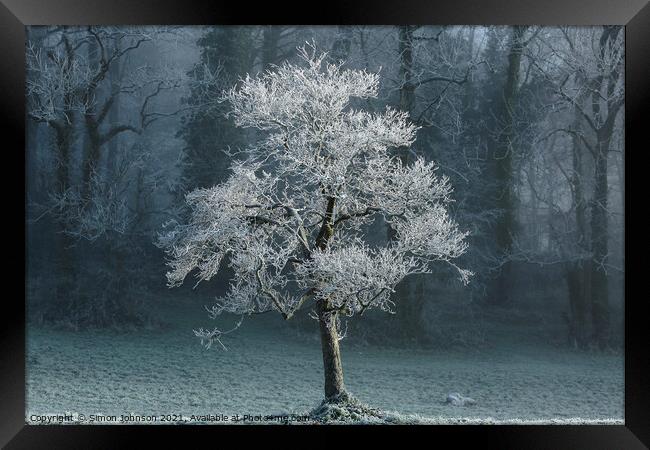 sunlit frosted tree Framed Print by Simon Johnson
