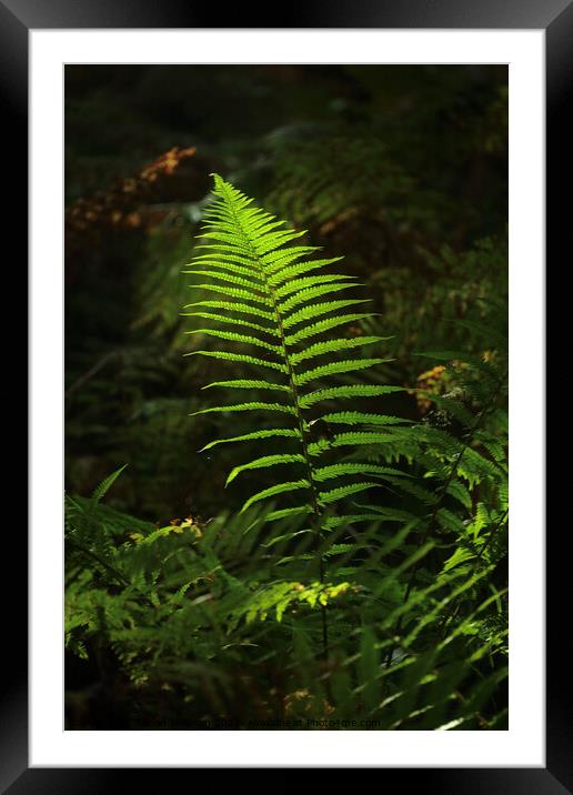 sunlit fern Framed Mounted Print by Simon Johnson