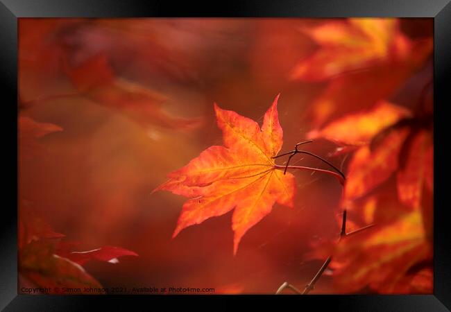 sunlit autumn acer leaf Framed Print by Simon Johnson
