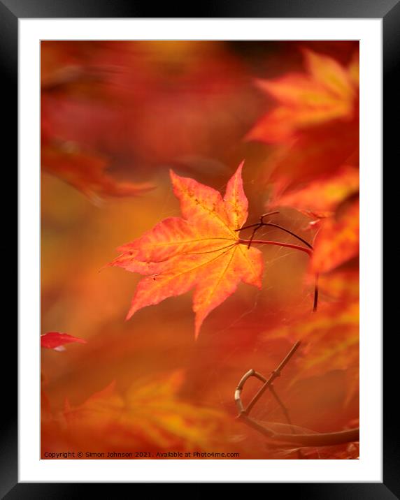 autumn acer  leaf  Framed Mounted Print by Simon Johnson