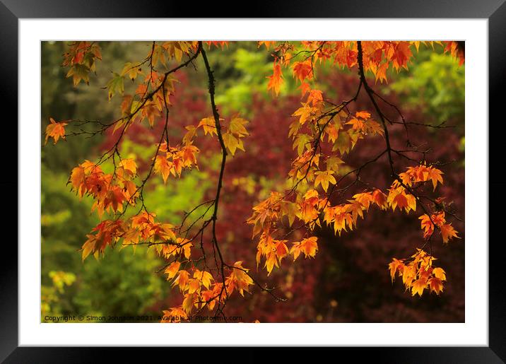 autumn acer leaves Framed Mounted Print by Simon Johnson
