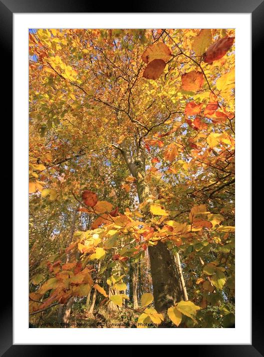 Beech tree profile Framed Mounted Print by Simon Johnson