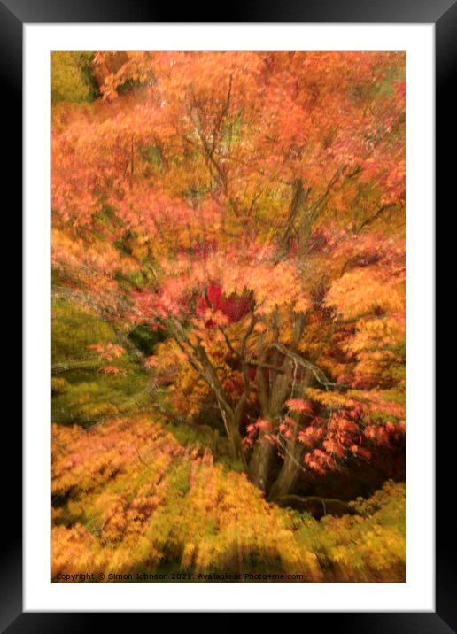 Autumn colour explosion Framed Mounted Print by Simon Johnson