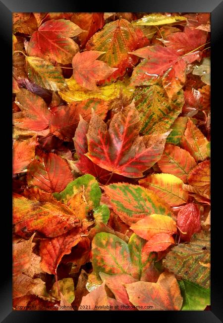 Autumn leaf Collage Framed Print by Simon Johnson