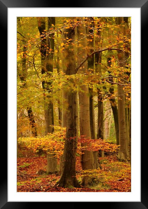 Autumn woodland Framed Mounted Print by Simon Johnson