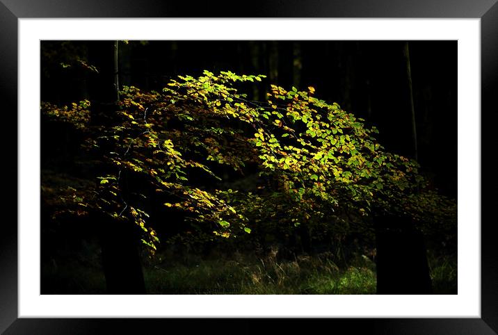 Sunlit Beech Leaves Framed Mounted Print by Simon Johnson