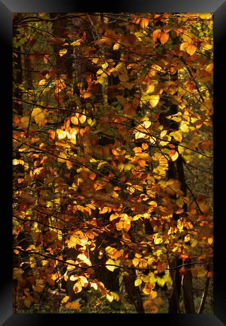 Sunlit Beech Leaves Framed Print by Simon Johnson
