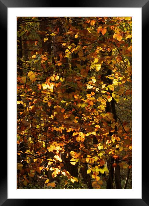 Sunlit Beech Leaves Framed Mounted Print by Simon Johnson