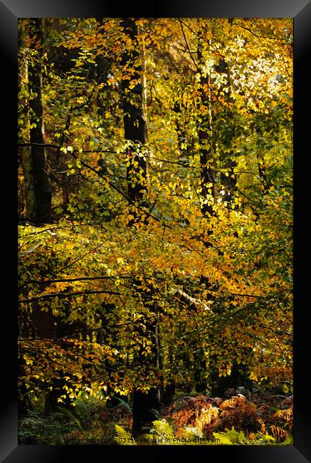 sunlit Beech Leaves Framed Print by Simon Johnson