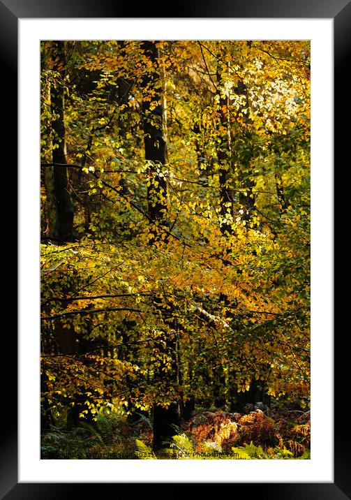 sunlit Beech Leaves Framed Mounted Print by Simon Johnson